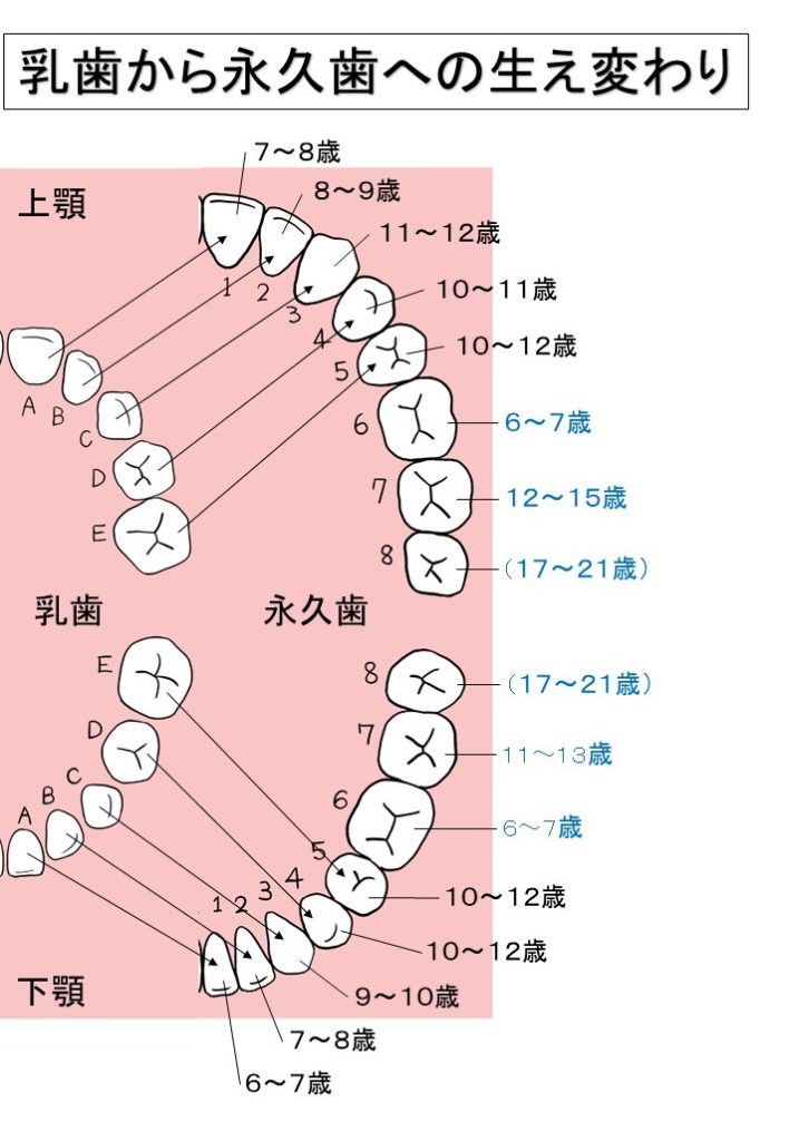 歯の種類 ｜ 八王子市大塚の歯医者 入れ歯・インプラント・矯正 あきいけ歯科